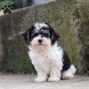 Brodie, Maltipoo Puppy